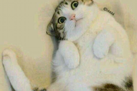 牧野专业要账公司如何查找老赖？